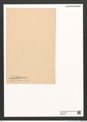 Diatomeae indet. Zeichnungen Sammlung Grunow (NHMW-BOT-W0374320)
